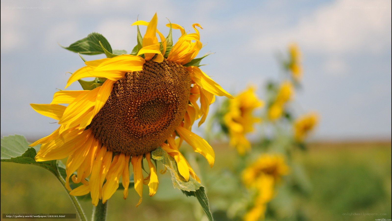 Sunflower in a field