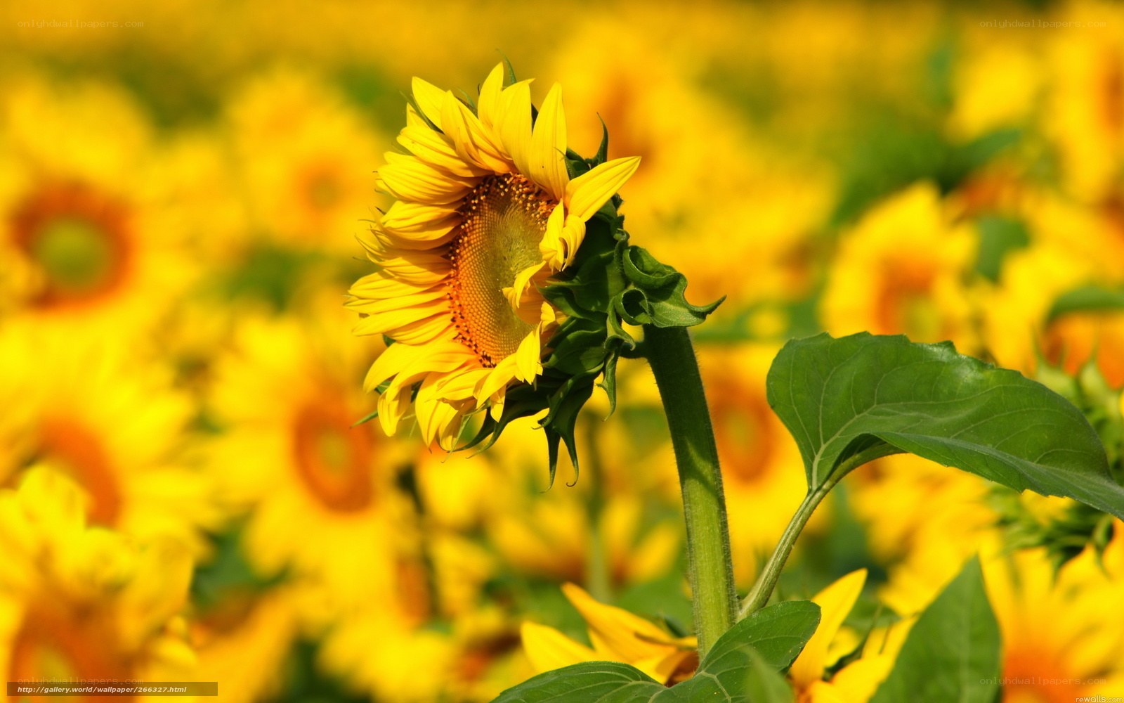 Sunflower in a field