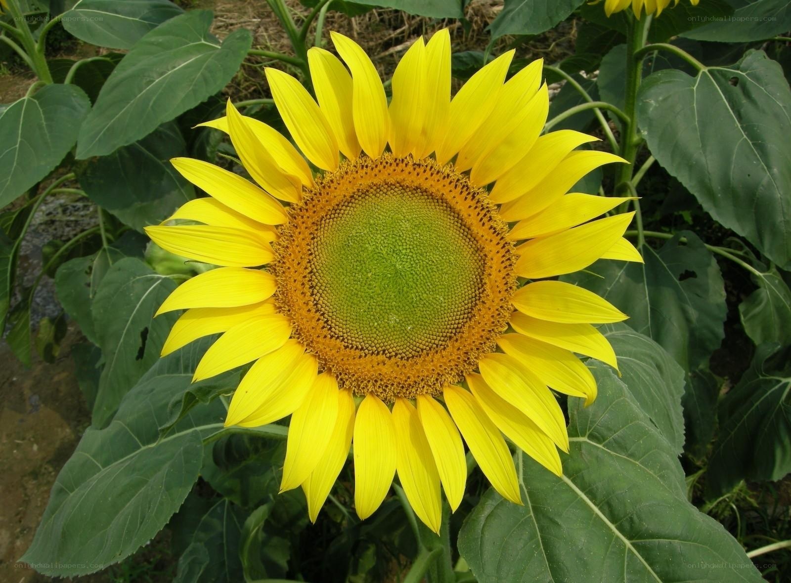Sunflower in a field
