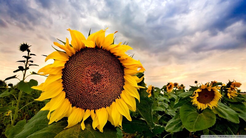 Sunflower in a field at sunset