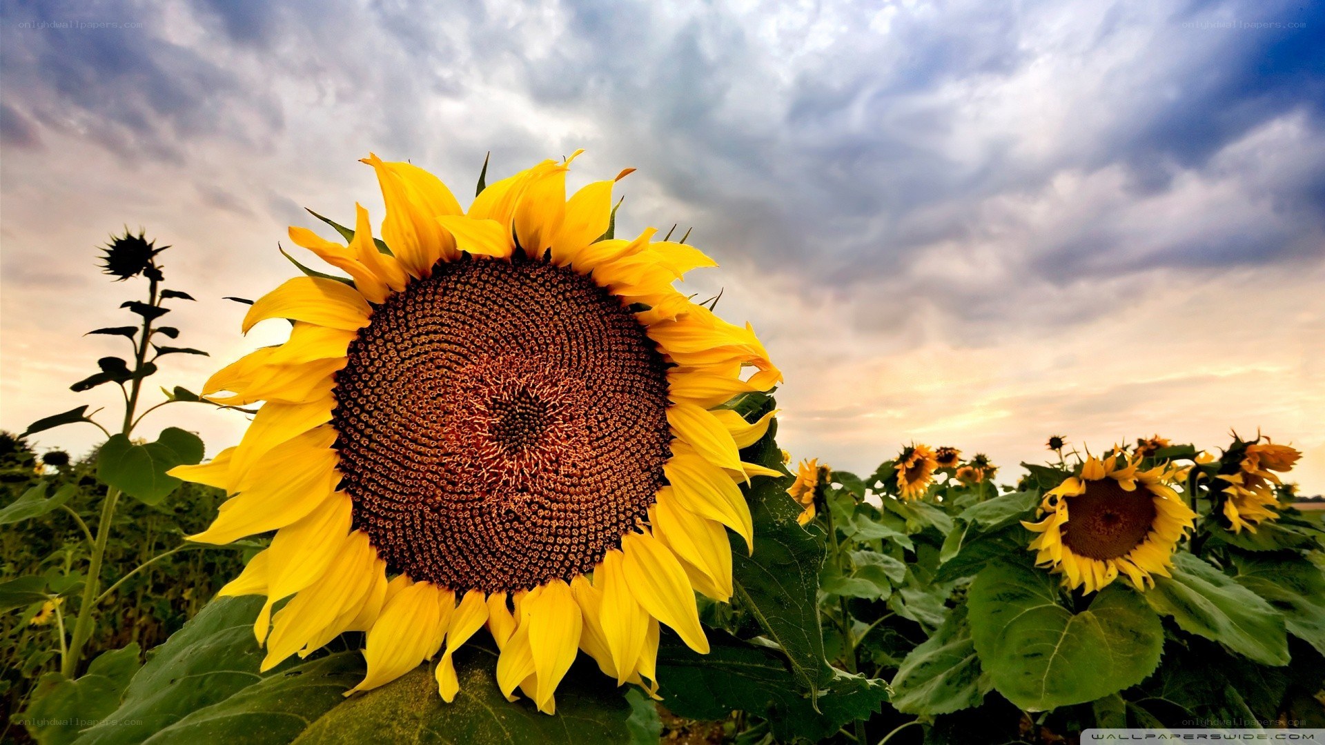 Sunflower in a field at sunset