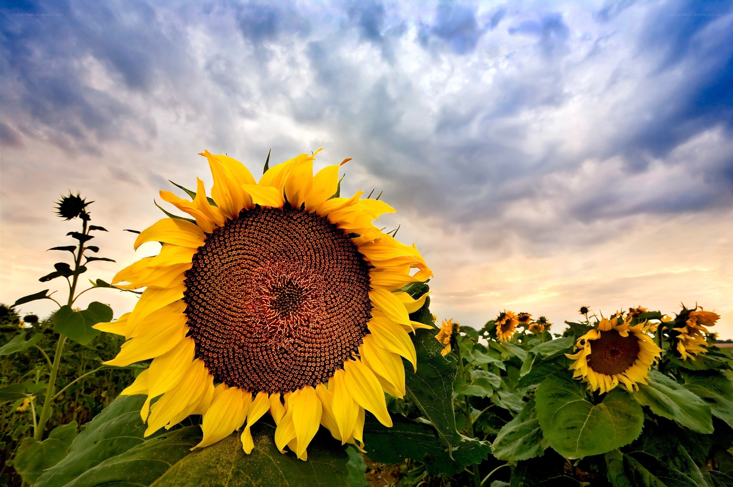Sunflower in a field at sunset