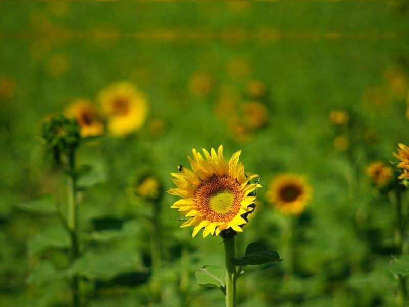 Sunflower in a Field — Yellow