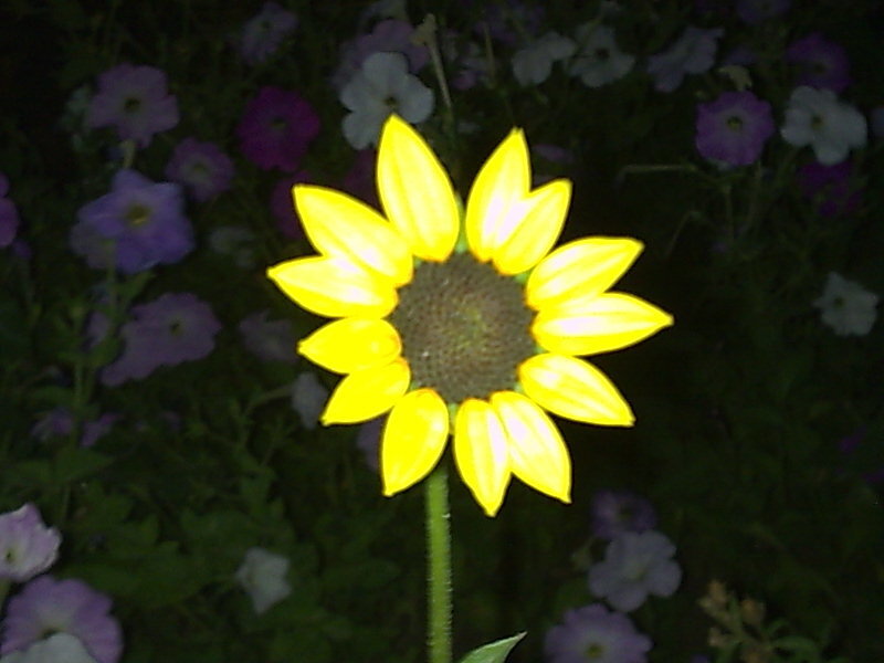 Sunflower in a flower bed