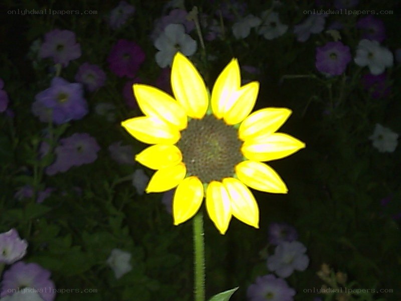 Sunflower in a flower bed