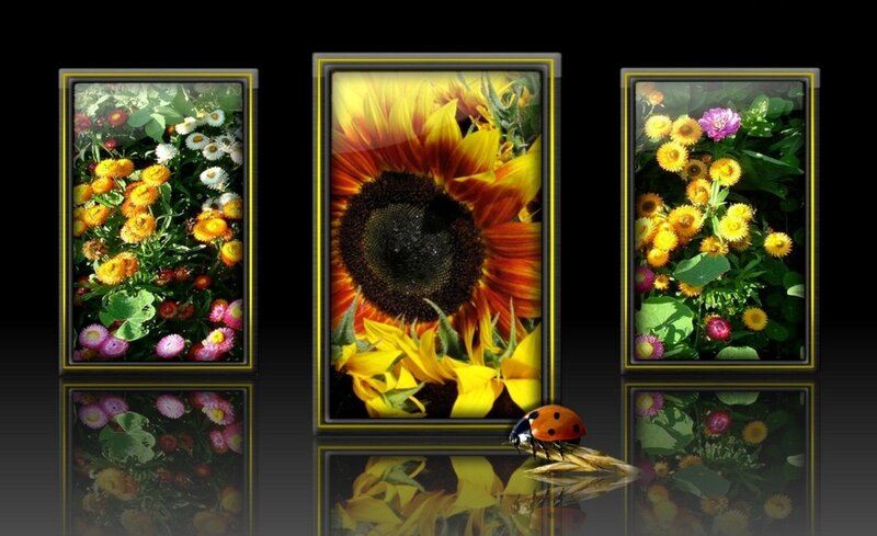 Sunflower in a Frame