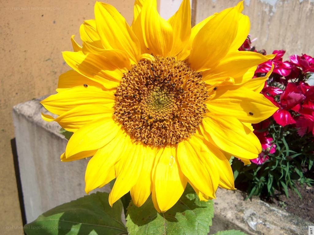 Sunflower in a garden