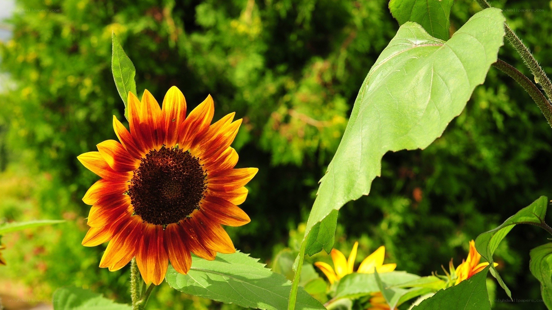 Sunflower in a garden