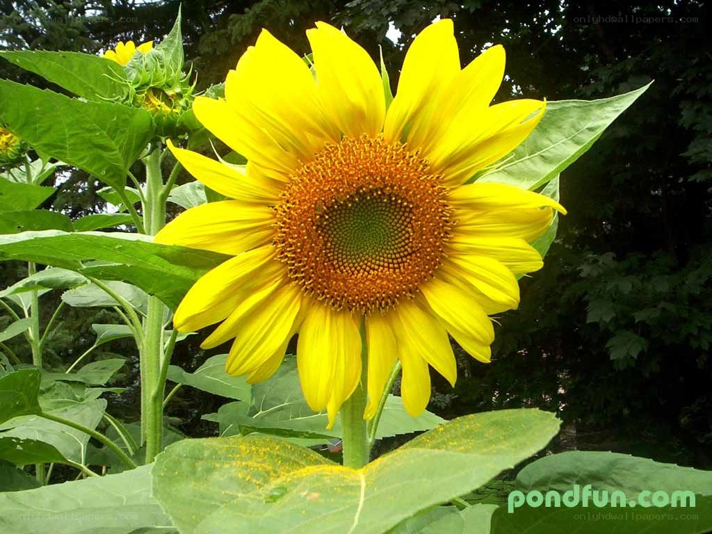 Sunflower in a garden