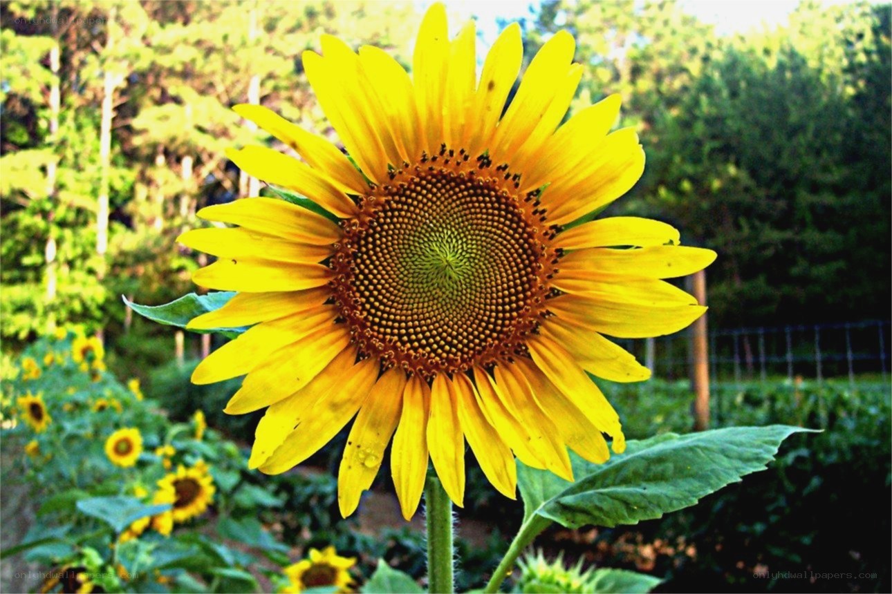 Sunflower in a garden