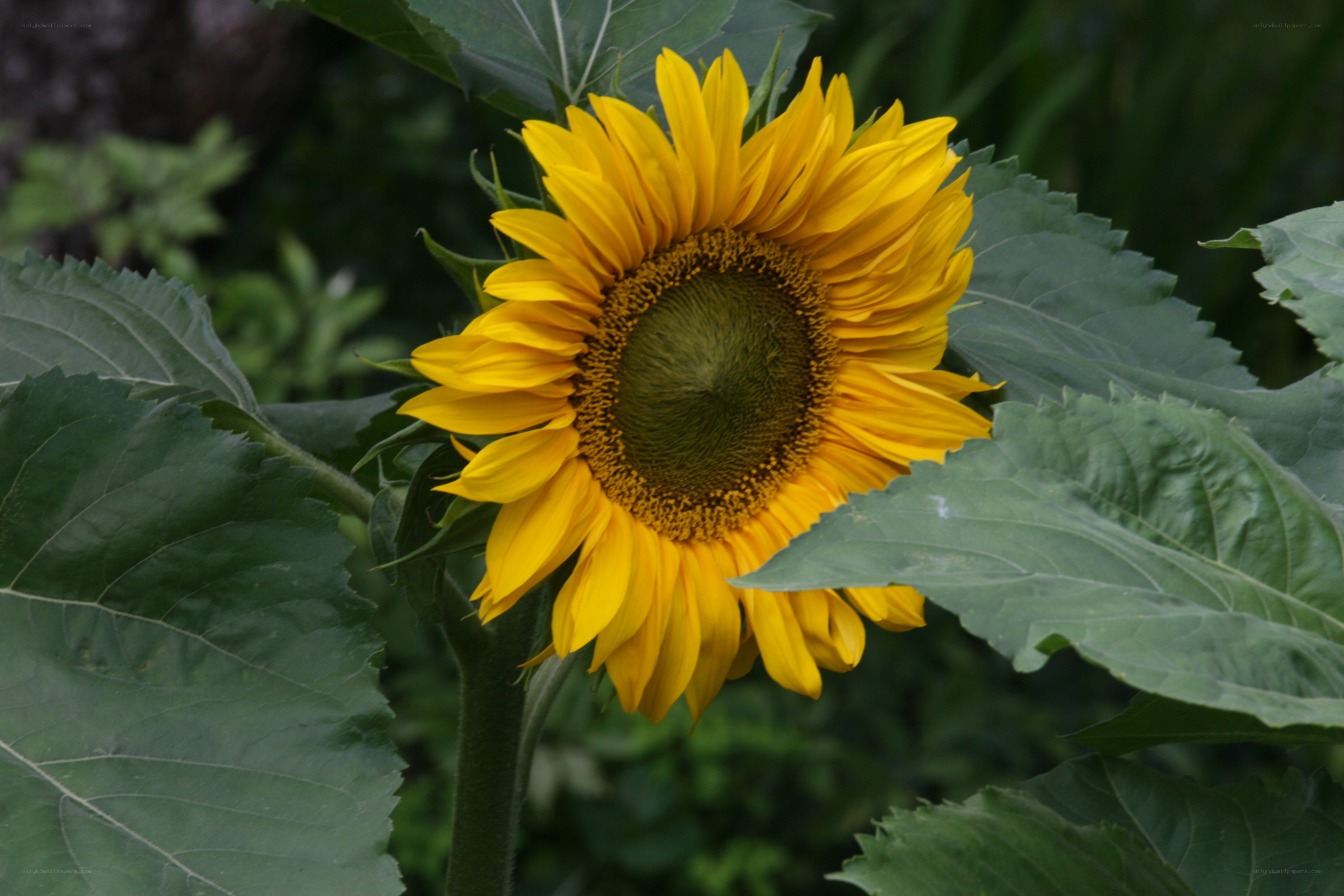 Sunflower in a garden