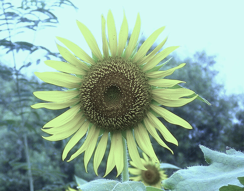 Sunflower in a garden