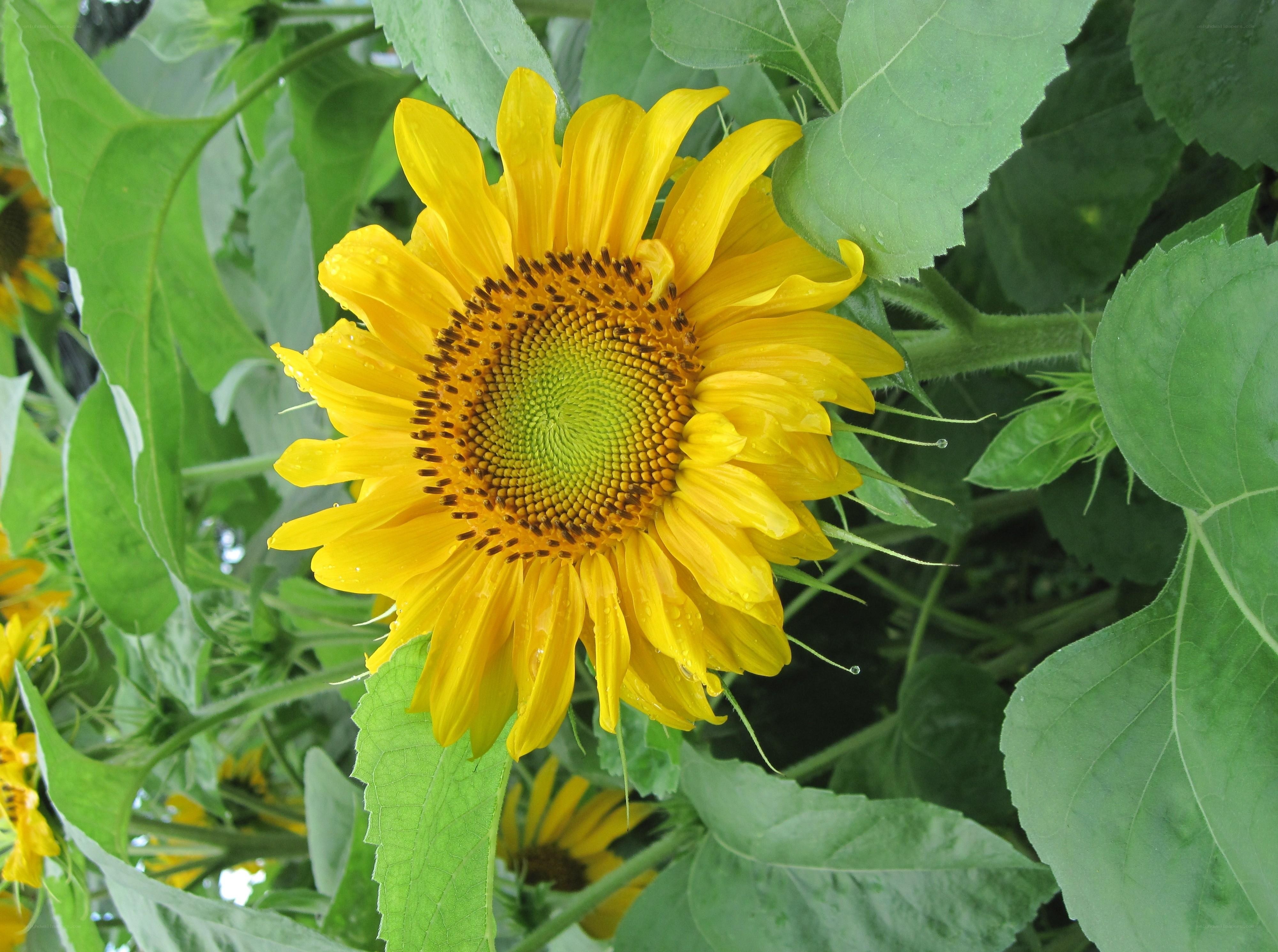 Sunflower in a garden