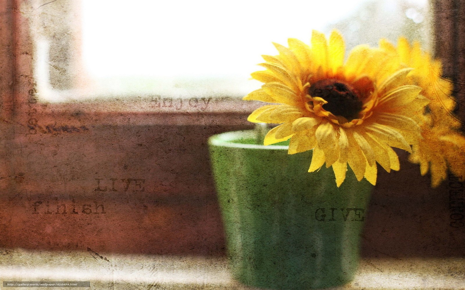 Sunflower in a green cup