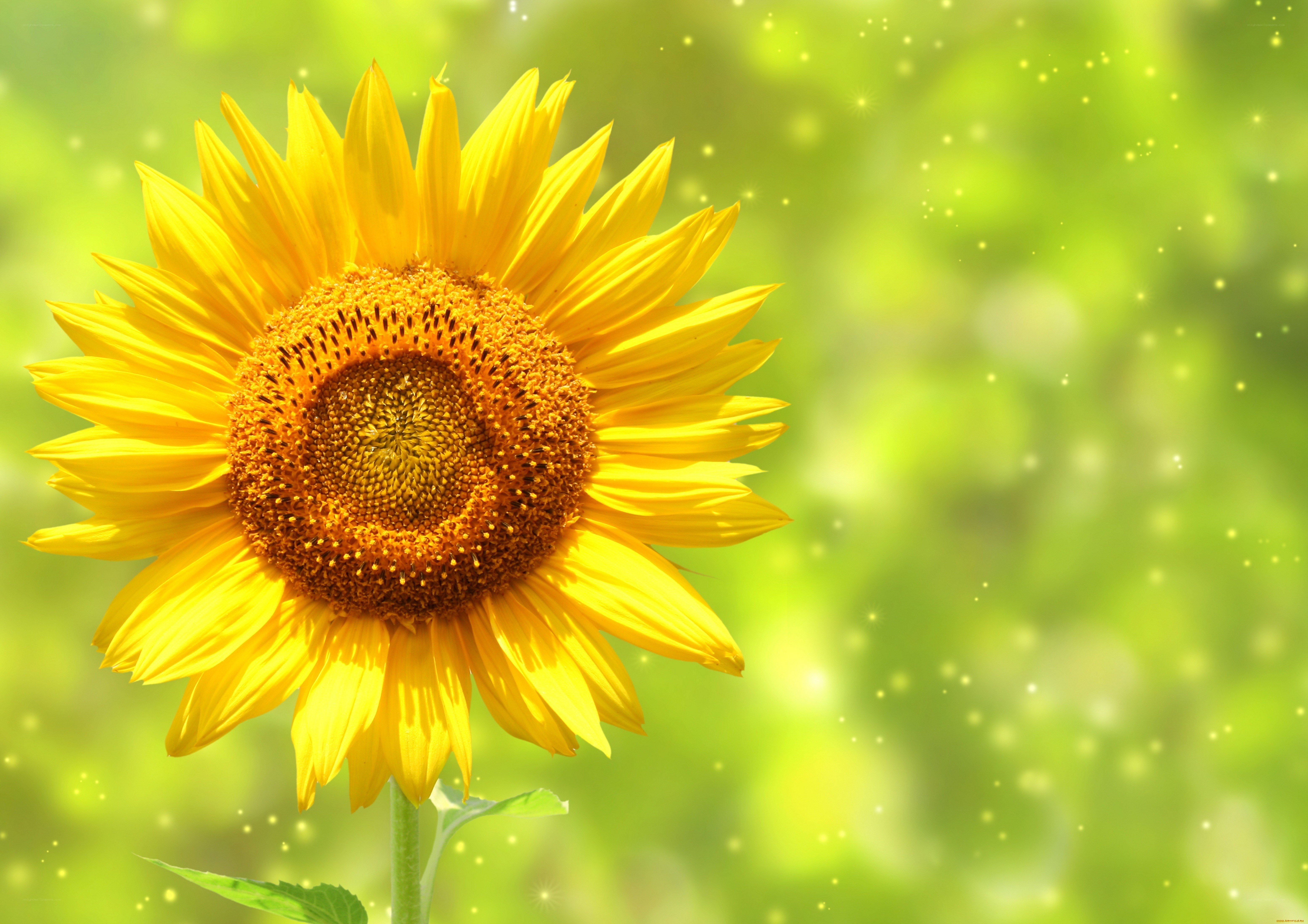 Sunflower in a green field