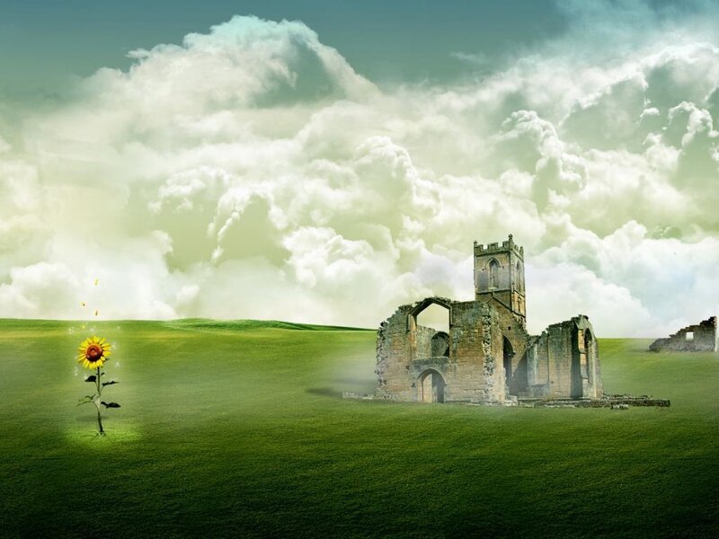 Sunflower in a green field