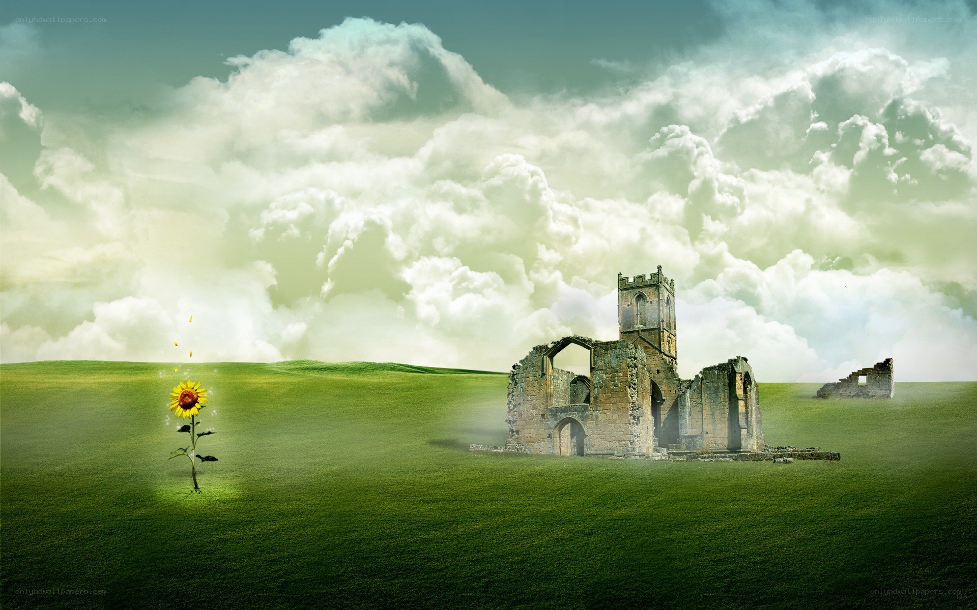 Sunflower in a green field