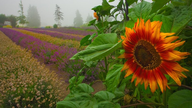 Sunflower in a lavender field
