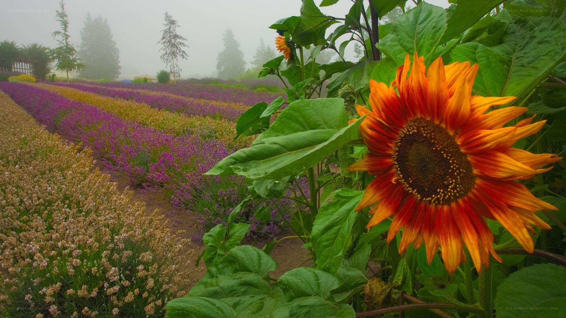 Sunflower in a lavender field