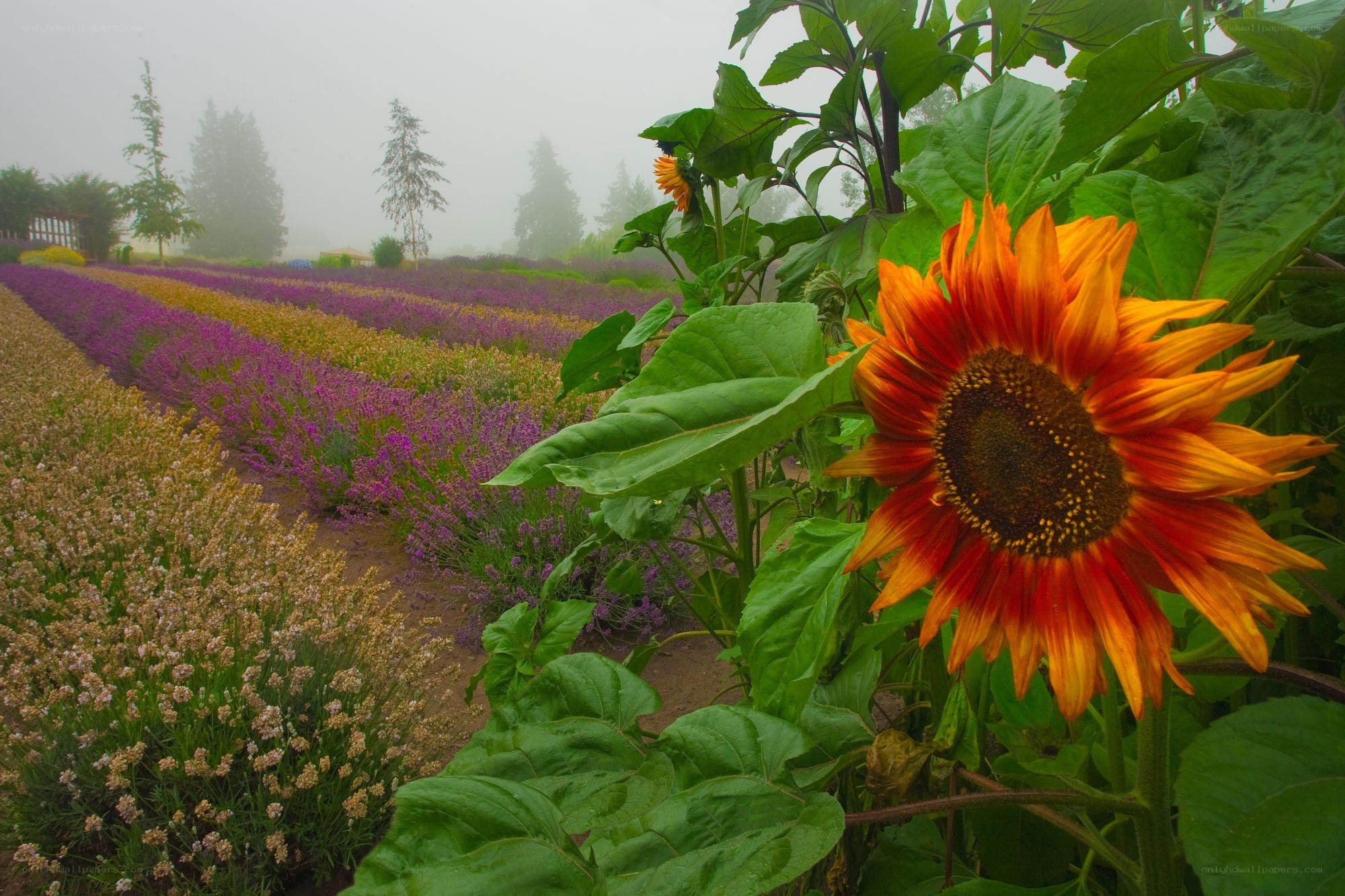Sunflower in a misty flower field