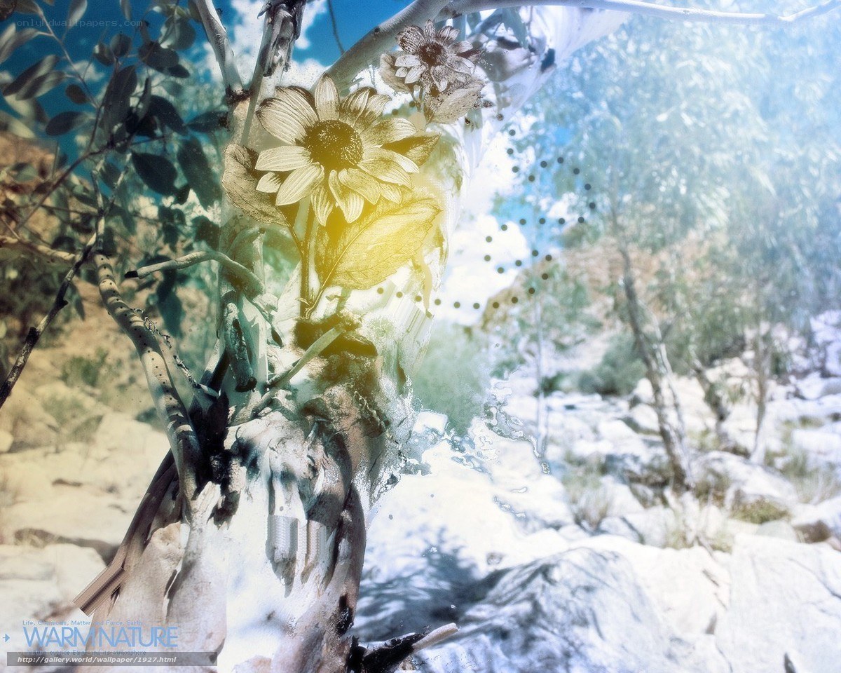 Sunflower in a natural landscape