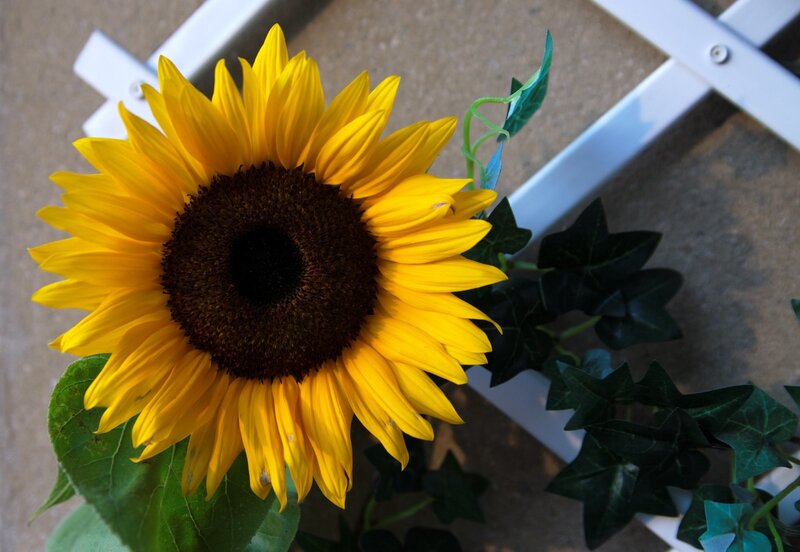 Sunflower in a planter