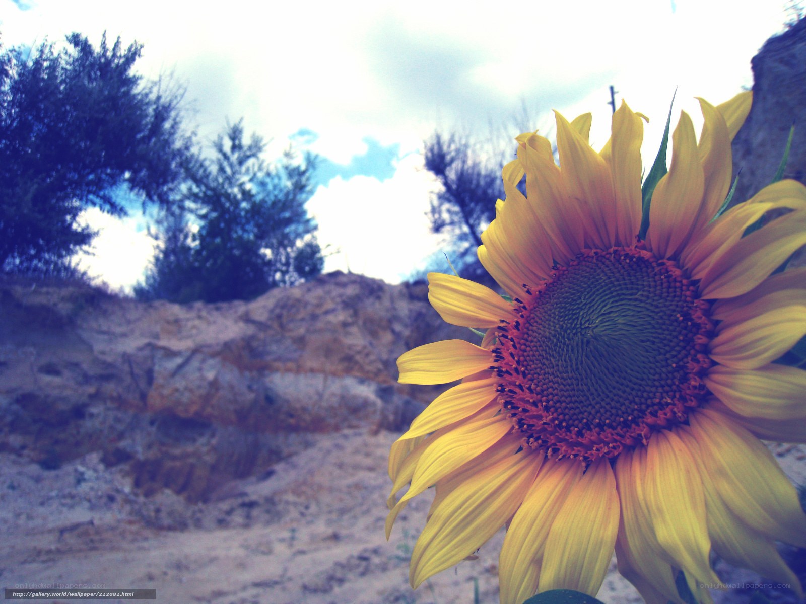 Sunflower in a rocky landscape