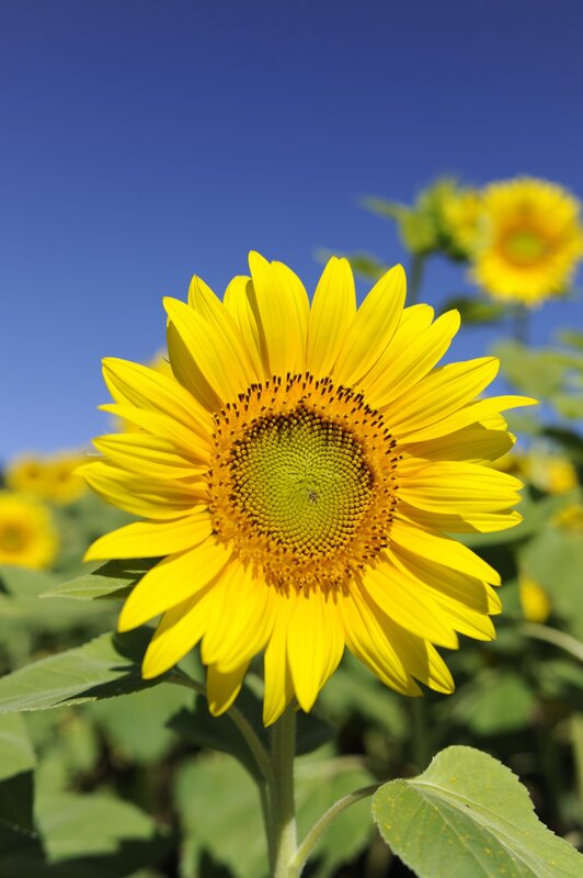 Sunflower in a sunny field
