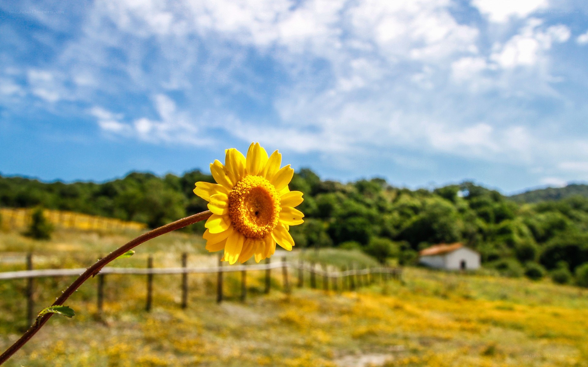 Sunflower in a sunny field