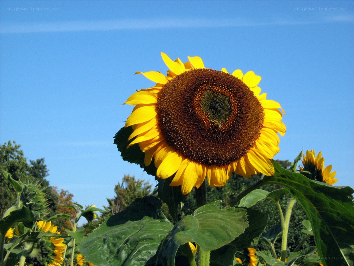 Sunflower in a sunny field