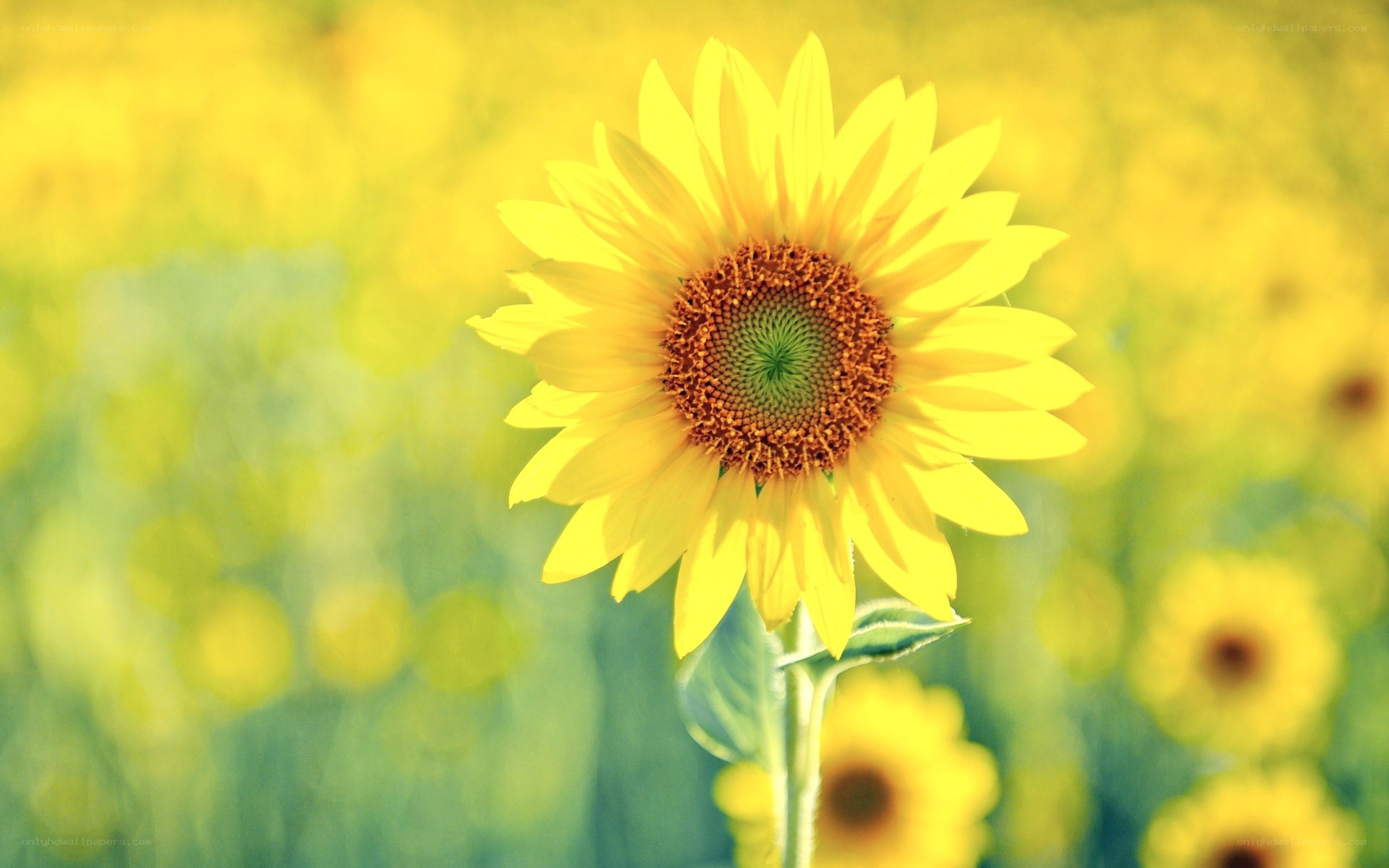 Sunflower in a sunny field