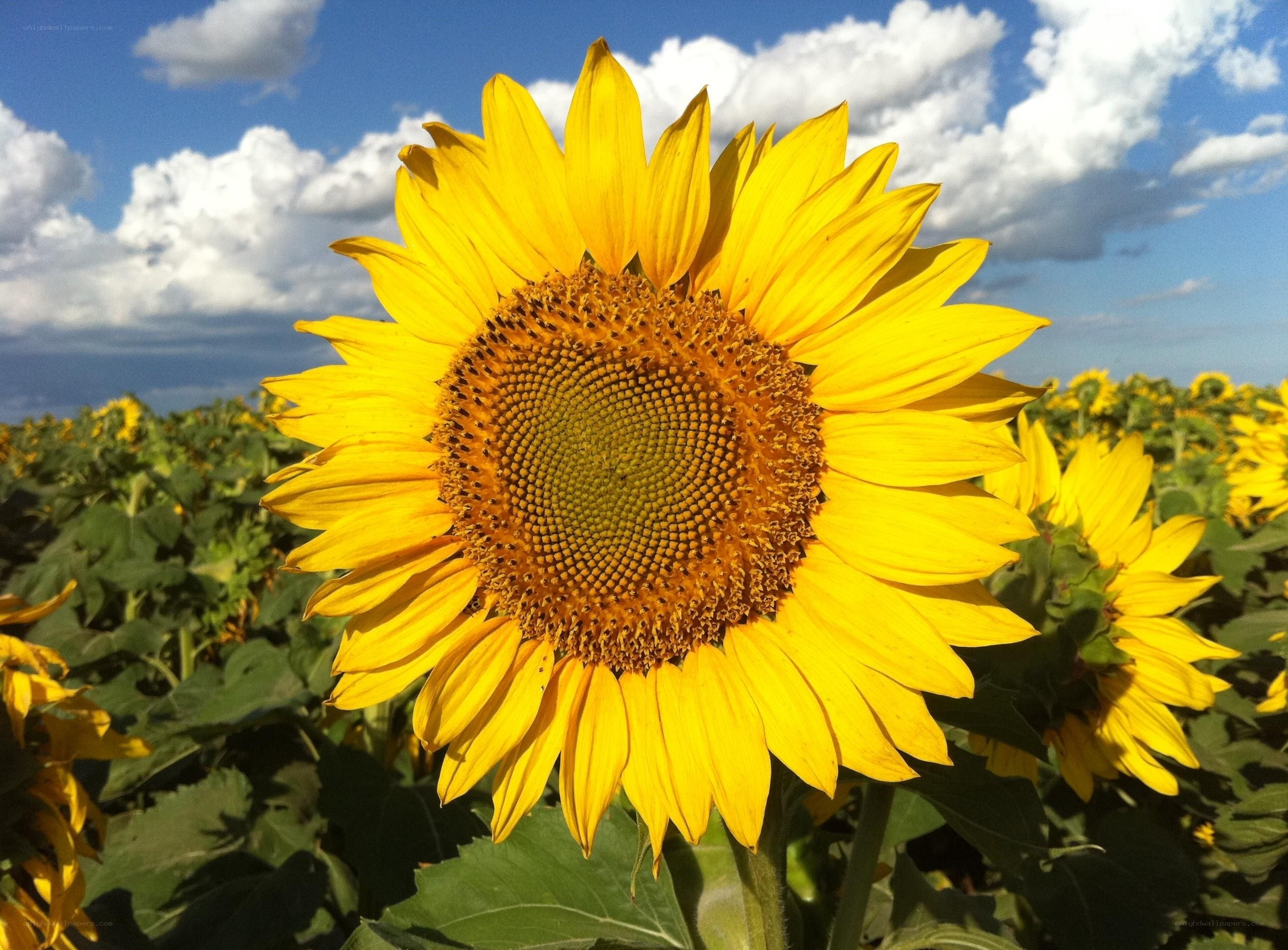 Sunflower in a sunny field