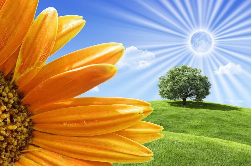 Sunflower in a sunny field