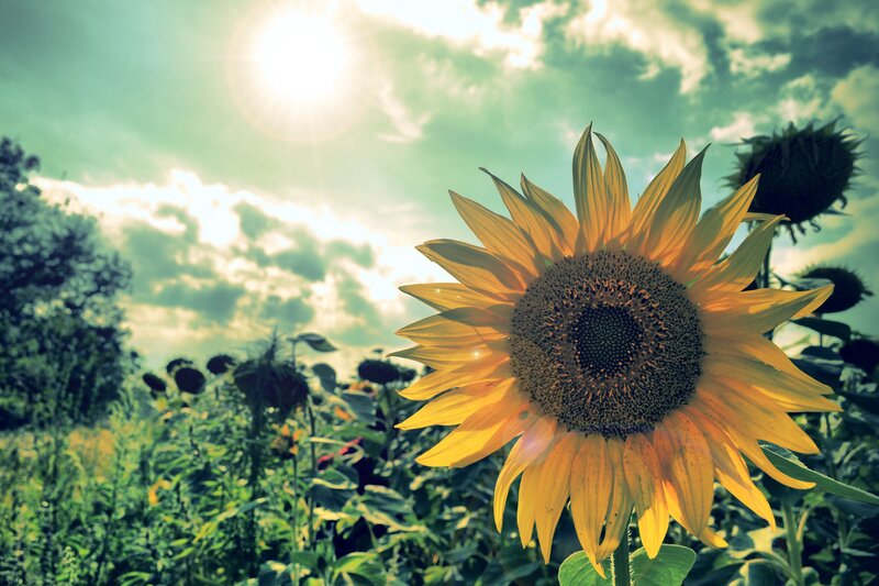 Sunflower in a sunny field