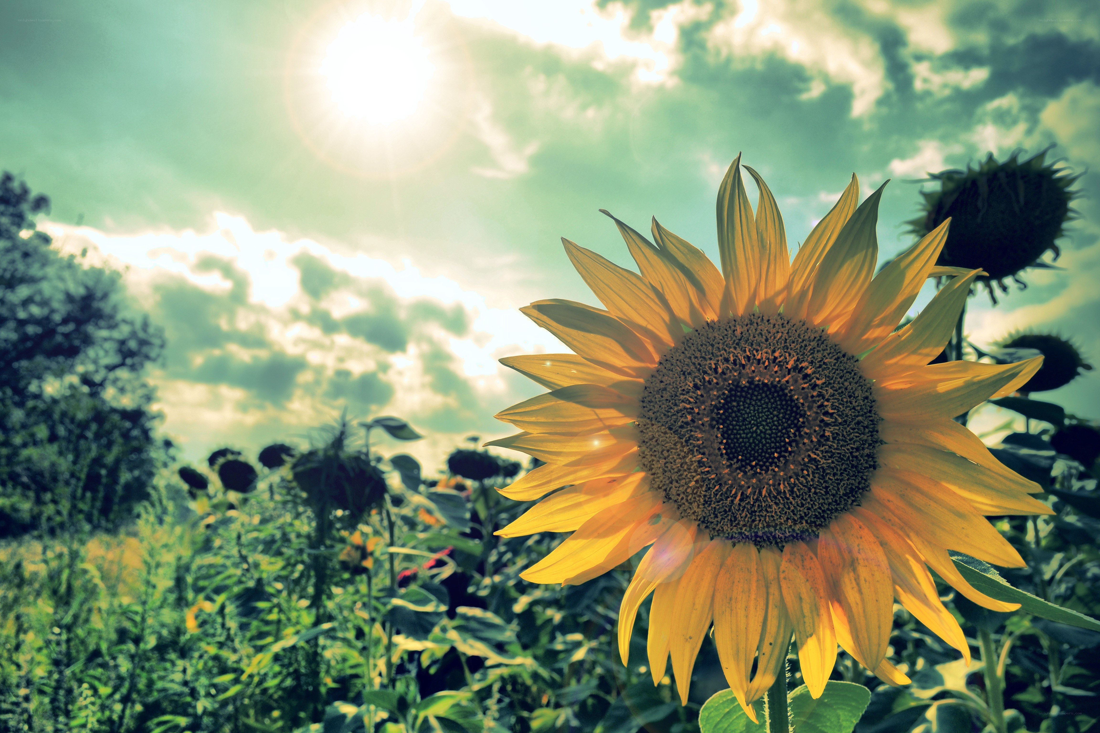 Sunflower in a sunny field