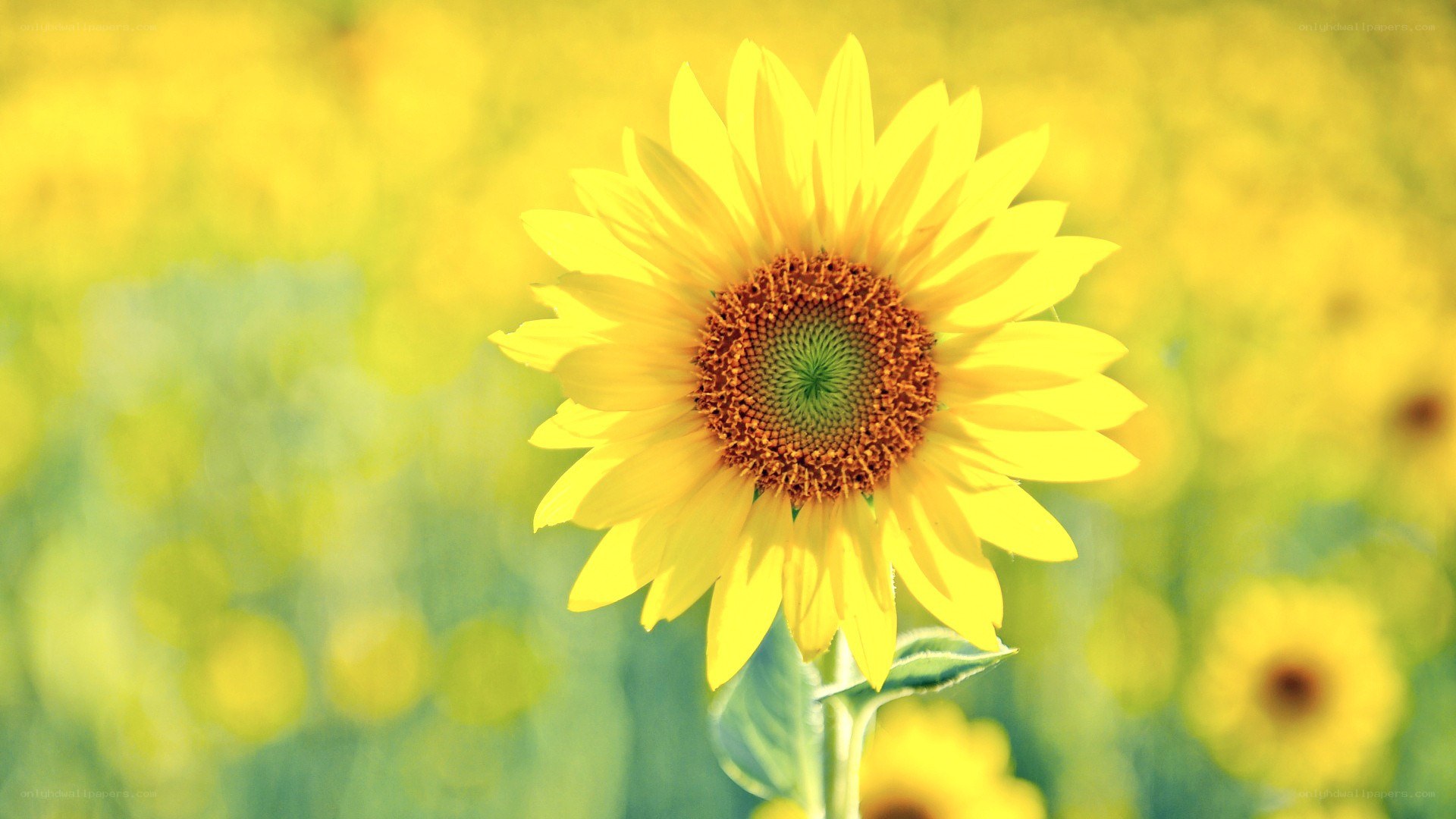 Sunflower in a sunny field