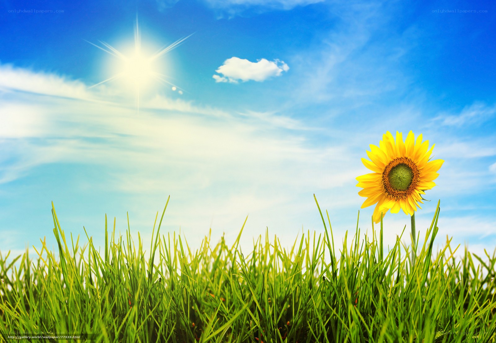 Sunflower in a sunny field
