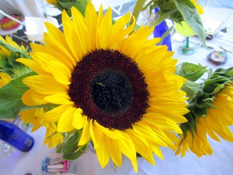 Sunflower in a Vase