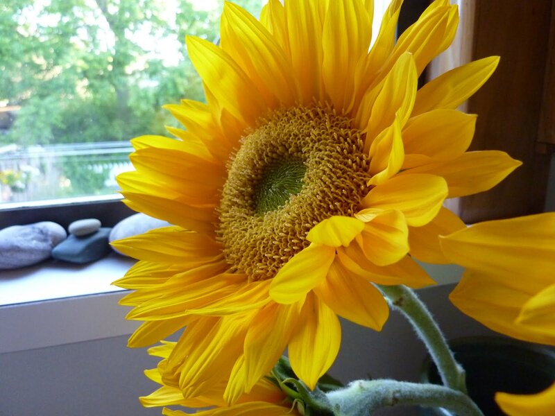 Sunflower in a Vase — Yellow, Calm