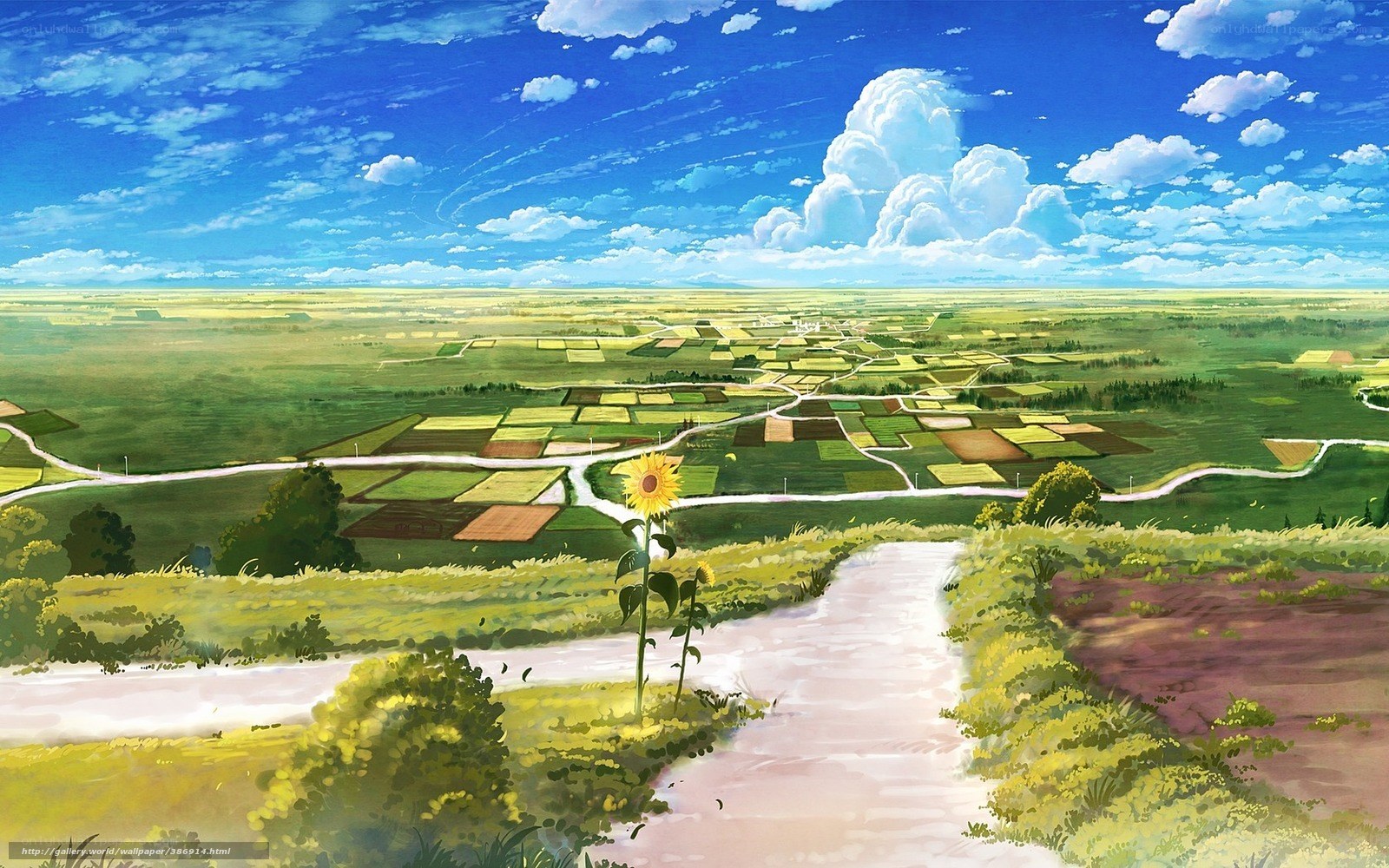 Sunflower in a vast field