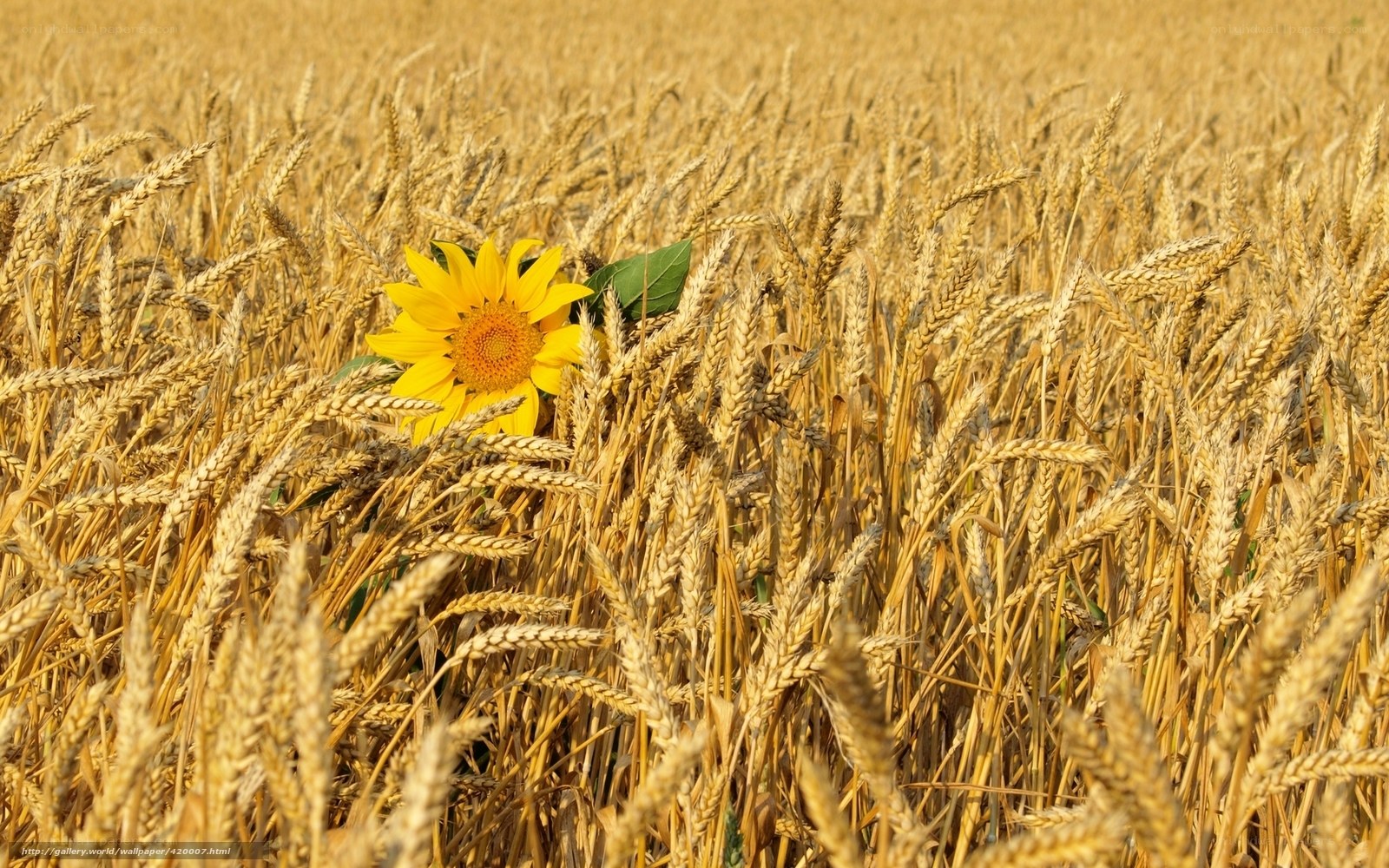 Sunflower in a wheat field