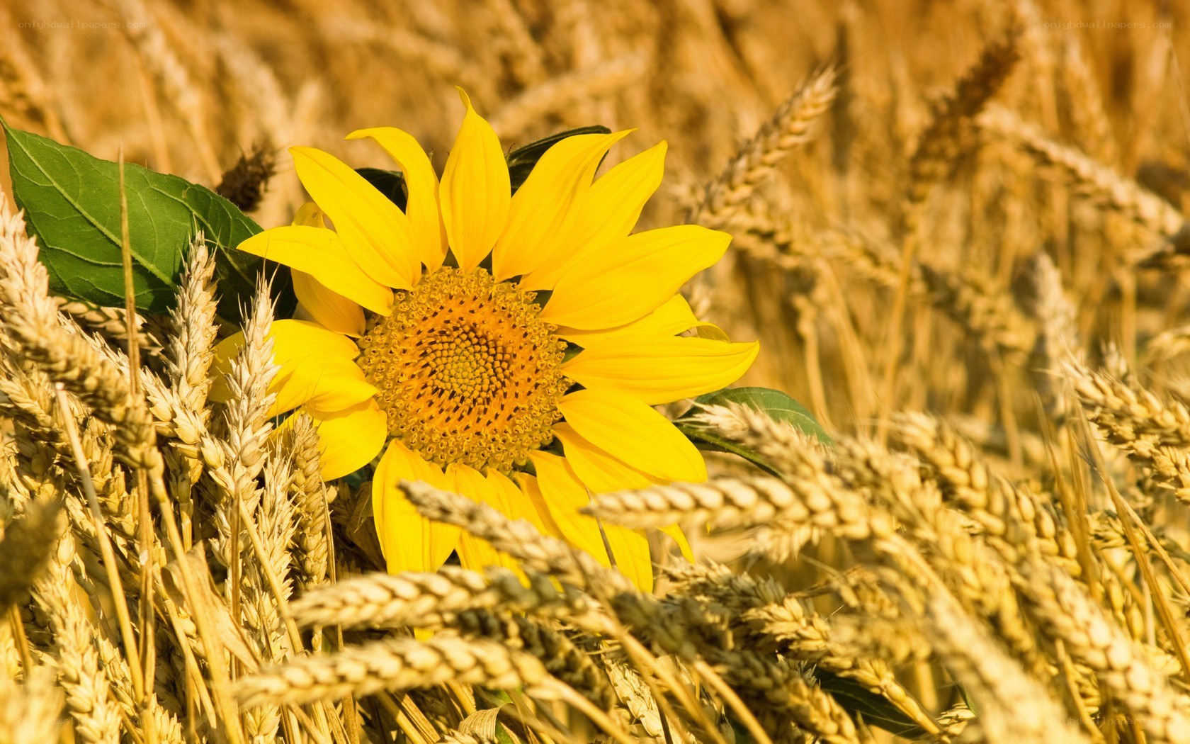 Sunflower in a wheat field