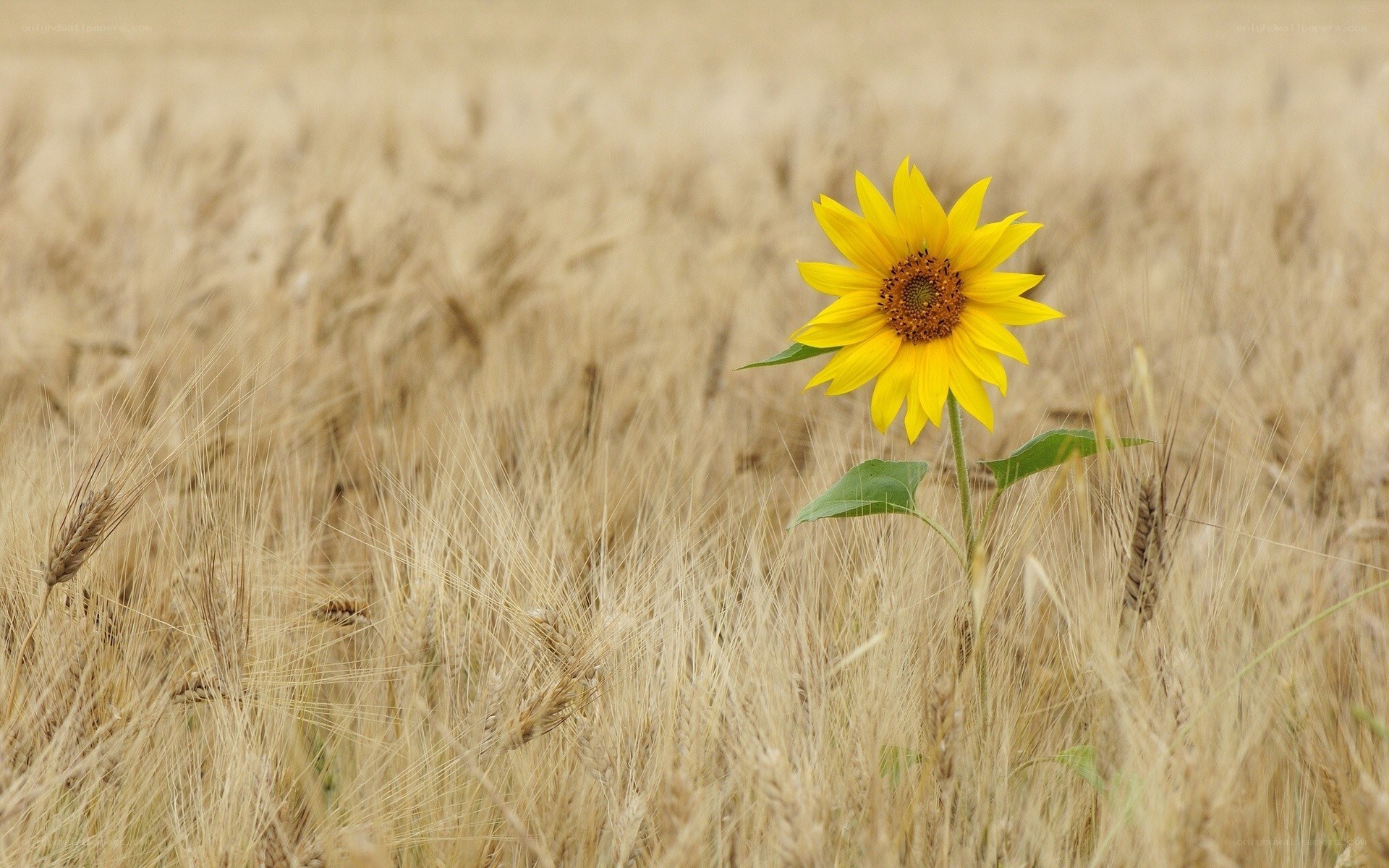 Sunflower in a wheat field