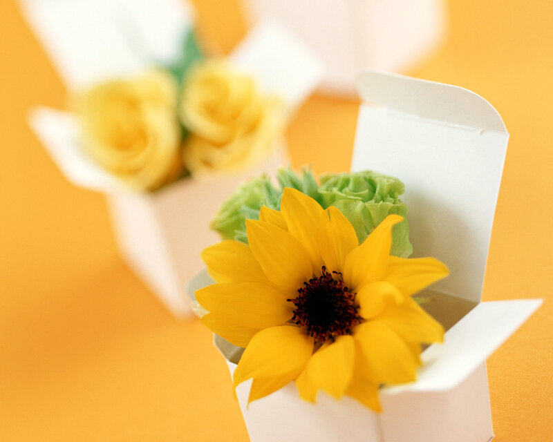 Sunflower in a white box