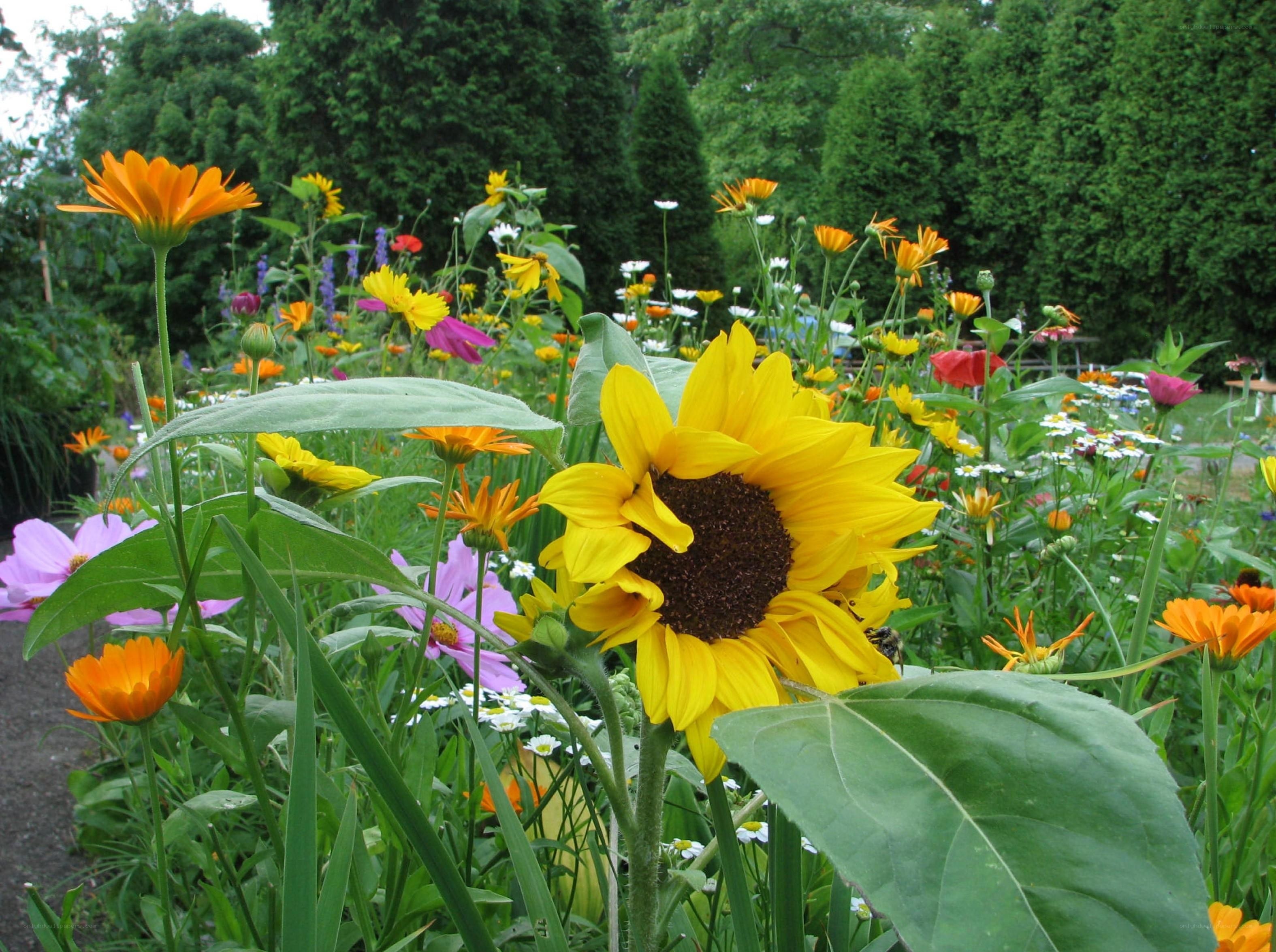 Sunflower in a wildflower garden