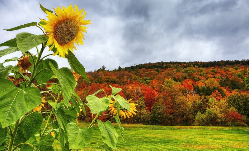Sunflower in Autumn Field
