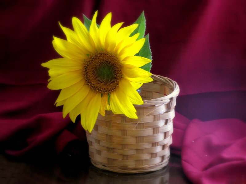 Sunflower in Basket — Yellow, Calm