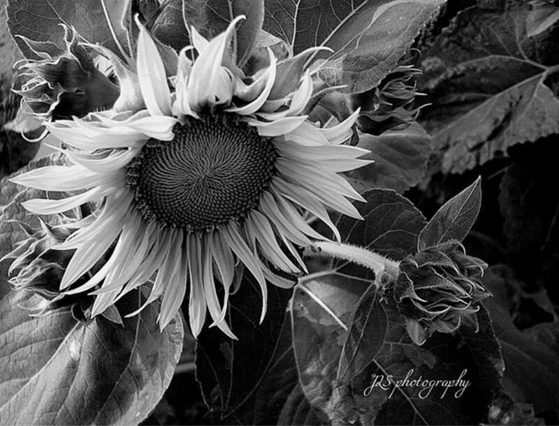 Sunflower in Black and White