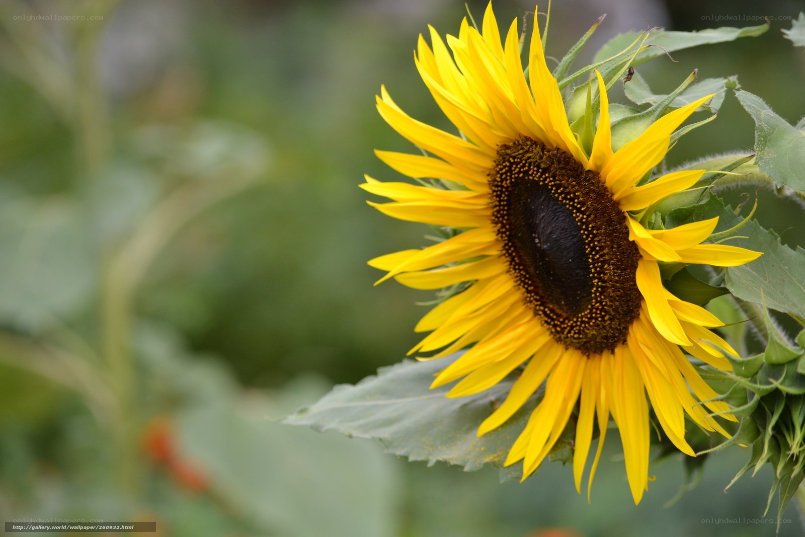 Sunflower in bloom