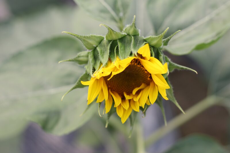 Sunflower in bloom